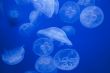 Medusas