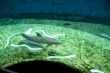 Dolphins