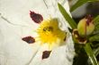 Cistus Ladanifer flower with insect trichodes octopuntatus