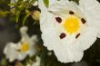 Cistus Ladanifer flower