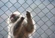 Snow monkey gripping a wire mesh fence