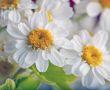 Daisies