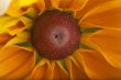 Rudbeckia Hirta