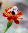 bee on a flower