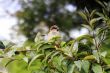 Sparrow on a tree branch