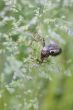 Dragonflies Exoskeleton 
