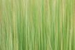 Hairy melic abstract