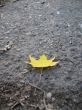 Yellow fallen leaf and green grass on the autumn forest ground