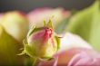 Rosebud