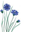 Beautiful blue cornflower isolated on white background