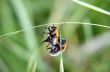 Copulating hover flies 