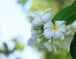 white plumeria flower