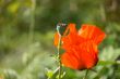 Poppy flower