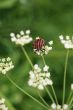 Graphosoma lineatum