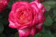 Beautiful blossoming rose against the green of the leaves