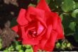 Scarlet beautiful blossoming rose against the green of the leave