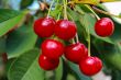 Ripe cherries on a tree branch