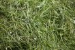 Fresh cut green grass texture