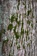 Tree bark with moss closeup