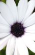 Osteospermum macro