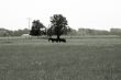 Two horses on pasture