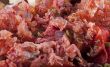 Meat
