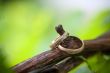 Two wedding rings on a vine branch