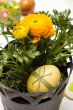 Easter egg and buttercup