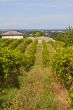 Vineyard