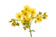 Yellow wild flowers