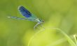 dragonfly on a blade of grass