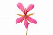 Pink geranium flower