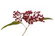 Red wild flowers