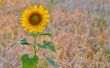 isolated sunflowe