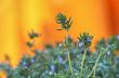 fresh green thyme herbs  isolated on a orange background