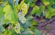 green grapes in vineyard
