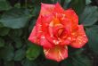 Beautiful blossoming rose against the green of the leaves