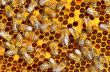 working bees on honey cells