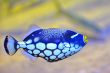 colorful butterfly-fish 