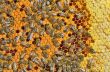 bees on honeycomb frame