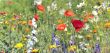 summer flowers on filed