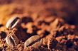 Macro coffee beans and ground coffee