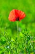 Red poppy (Papaver rhoeas) with out of focus field 