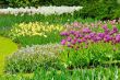 Tulips on field in spring time