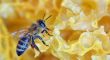 a bee on a honeycomb