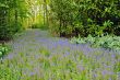 field of purple flowers