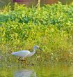 little egret (Egretta garzetta)