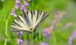 butterfly on flower