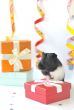 guinea pig and gifts