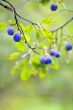 Ripe plums on the tree